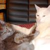 Коты Коты