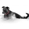 BathingDog BathingDog